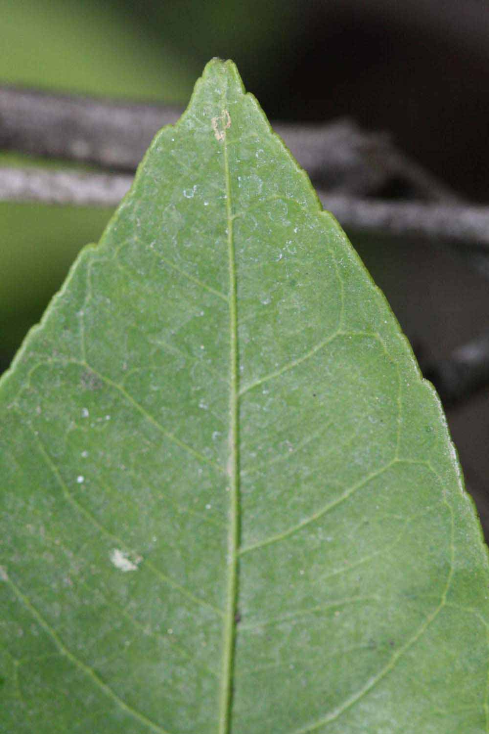              Margin (Riverside, CA)       